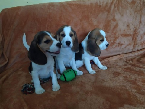 Eladó Beagle kiskutyák
