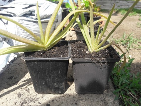 Aloe vera gyógynövény