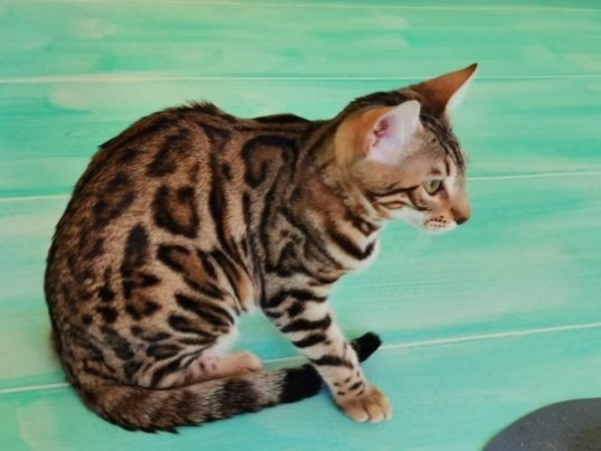 Tenyésztőtől eladó fajtatiszta bengáli macska