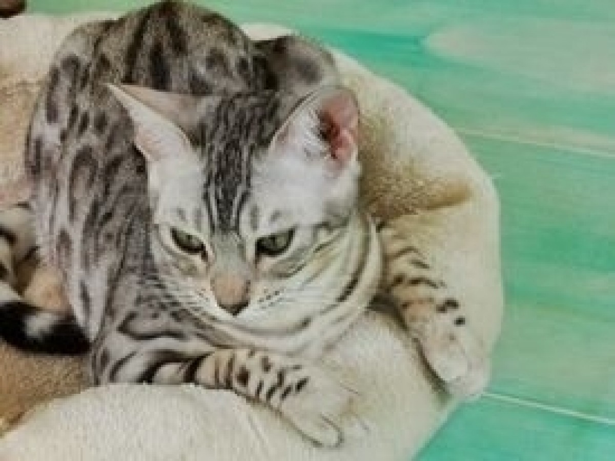 Tenyésztőtől eladó fajtatiszta bengáli macska