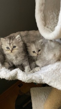 Csincsilla perzsa kiscicák