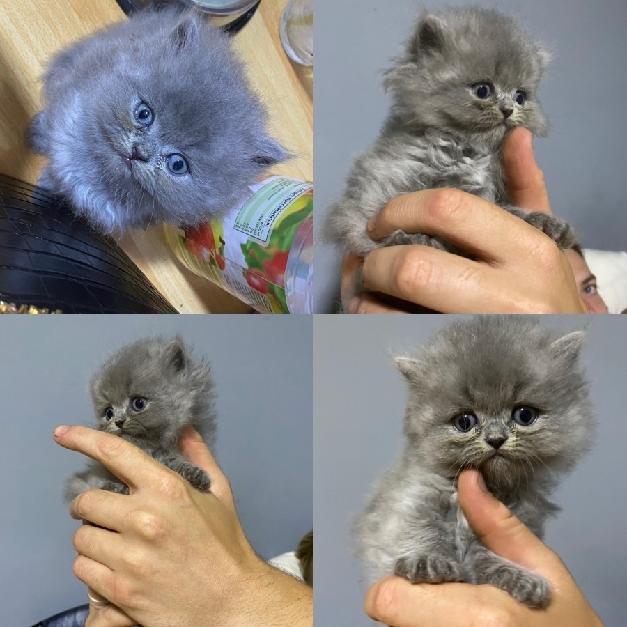Csincsilla perzsa kiscicák