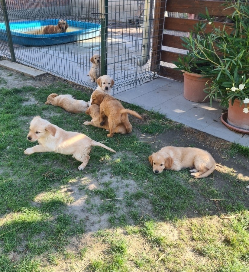 Golden Retriever fajtatiszta jellegű kutyusok