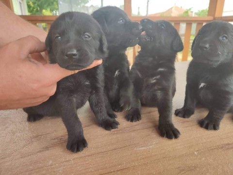 Eladó Labrador kiskutyák 