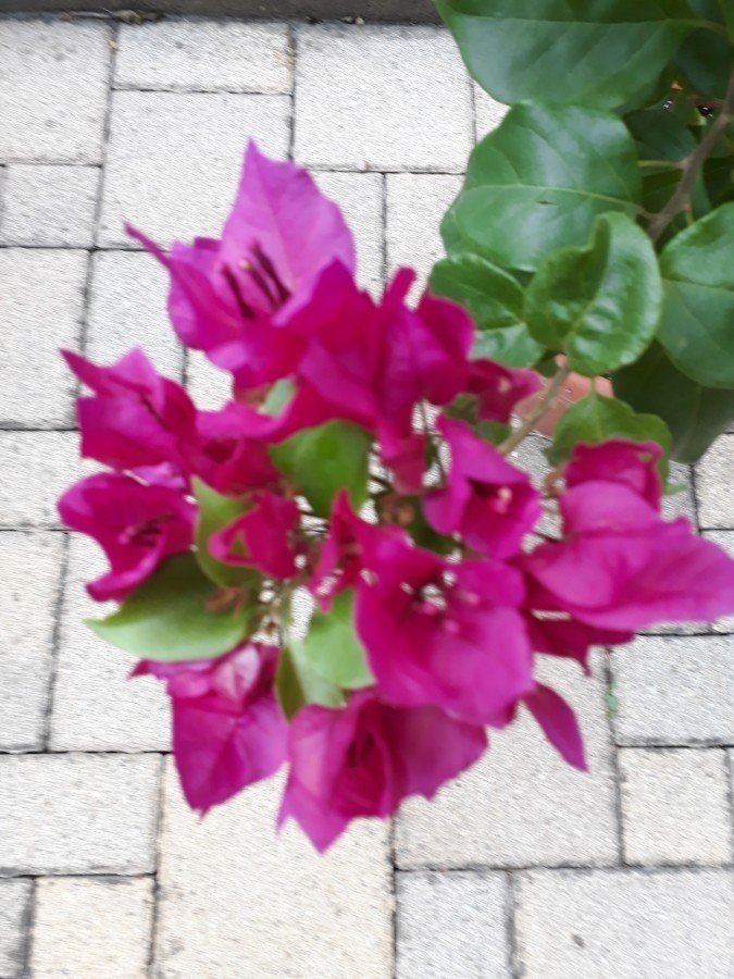 Murvafürt// bougainvillea mediterrán virág