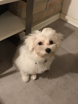 Eladó családi okok miatt Bichon havanesse kislány kutyus. 4hónapos