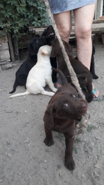 Labrador  kiskutyák.