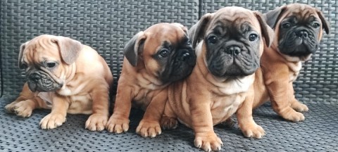 Eladó francia bulldog kiskutyák 