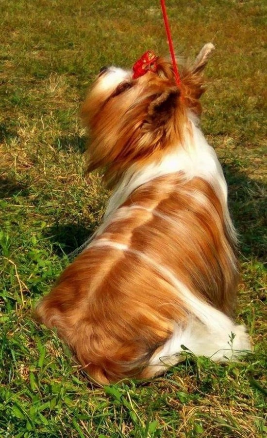 Gyönyörű Biro Adda Yorkshire Terrier felnőtt fedező kan eladó 
