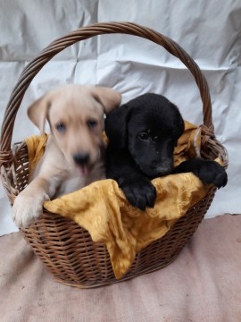 Labrador kiskutyák keresik új otthonukat!   
