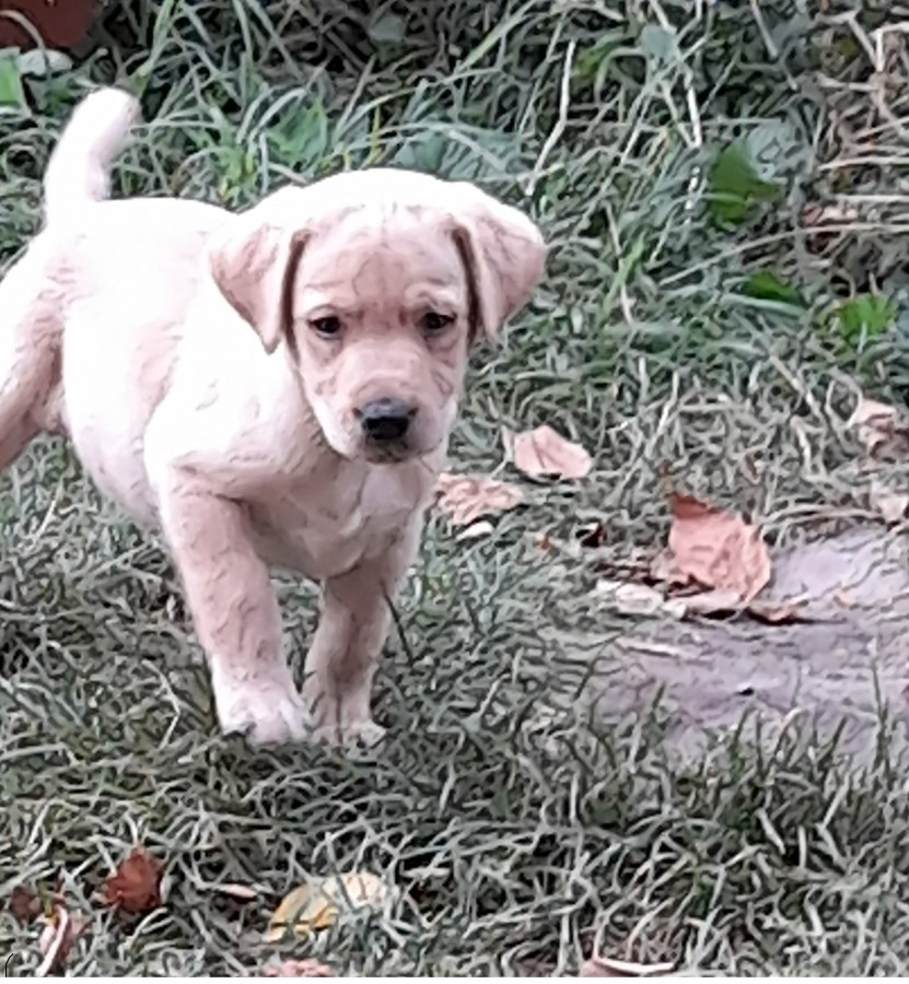Labrador kiskutyák keresik új otthonukat!   