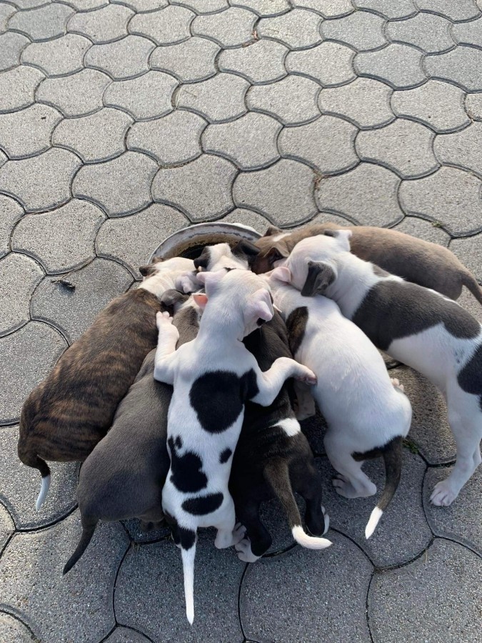 Eladó Amerikai Staffordshire Terrier kölykök