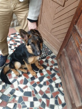 4.5 hónapos fajtiszta németjuhász szuka kutyus Budapestről