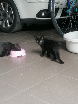 2 fekete kislány cica elvihető