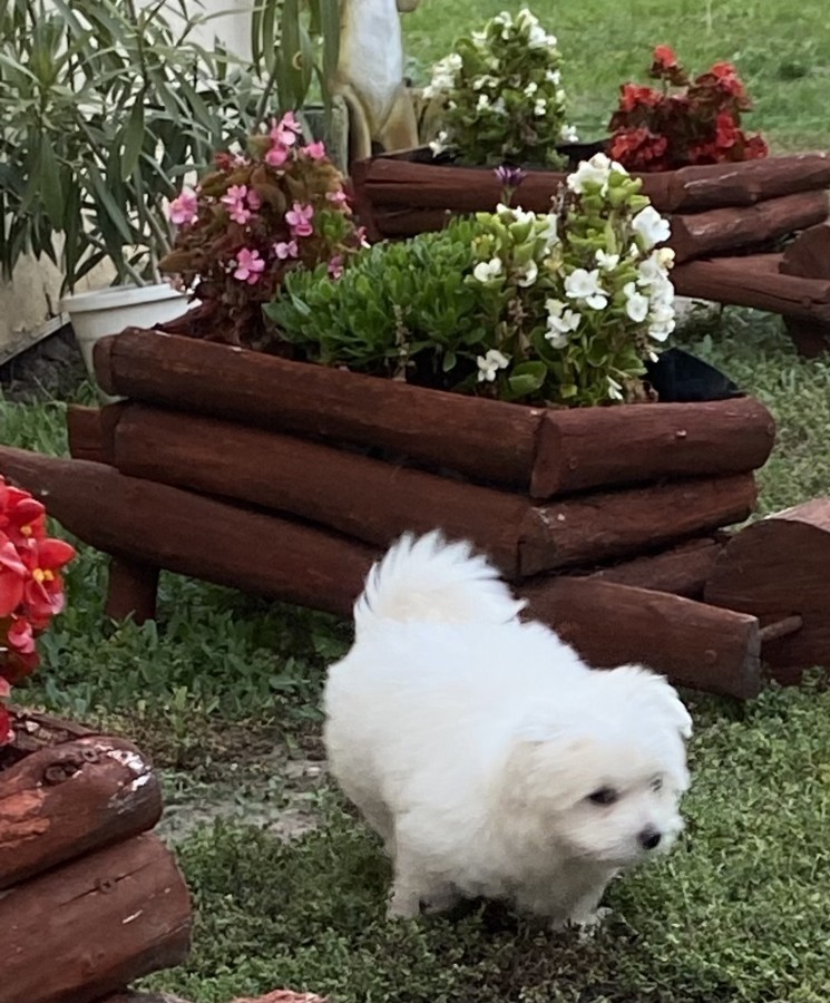 Gyönyörű Bichon havanese kutyusok eladók!