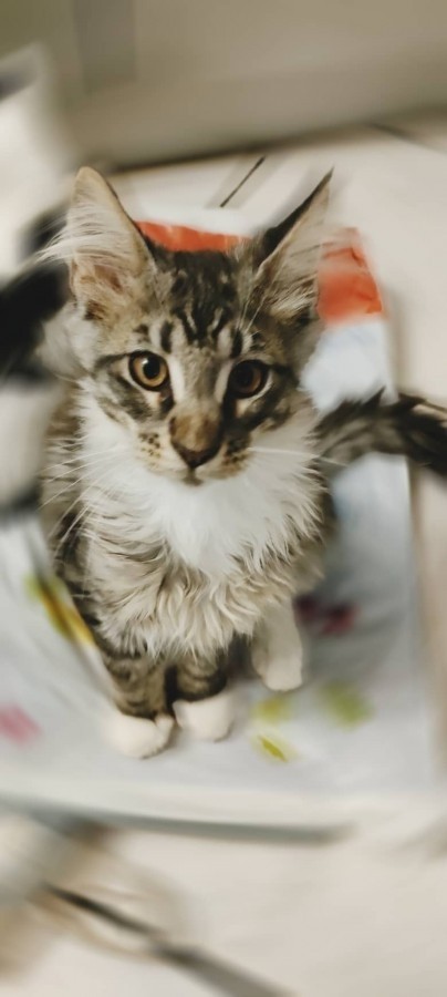 Maine coon cicák ( 4 hónapos,oltással ,papírokkal ,tesztelve ) eladók