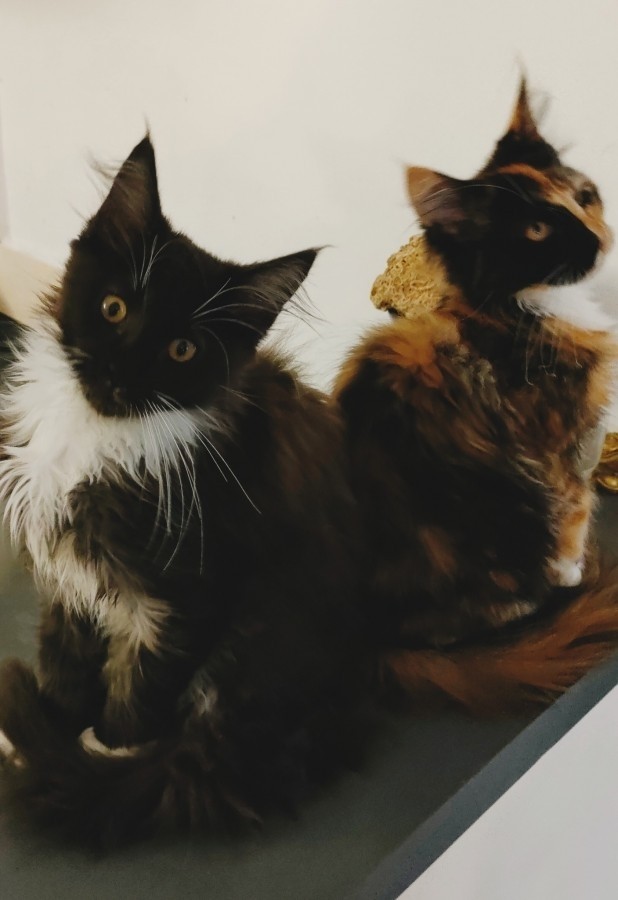 Maine coon cicák ( 4 hónapos,oltással ,papírokkal ,tesztelve ) eladók