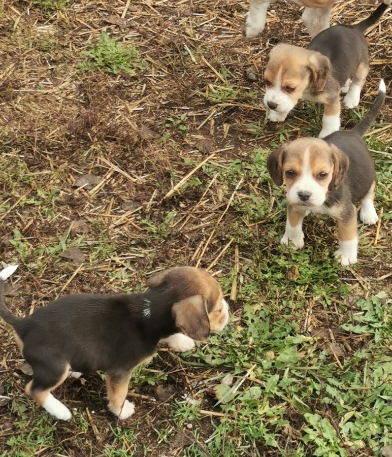 Beagle fajtatiszta jellegű kis kutyák 