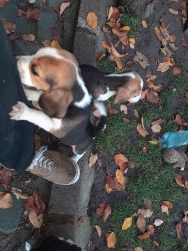 Beagle kiskutyák eladók
