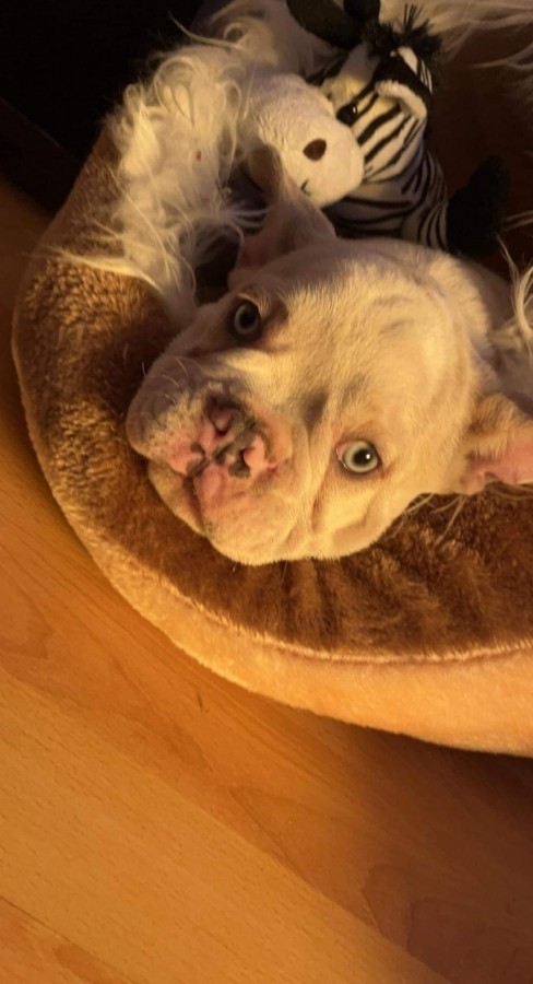 Francia Bulldog 4 hónapos fiú ☺️