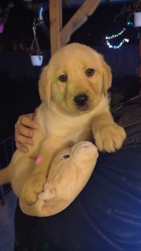 Labrador kislány