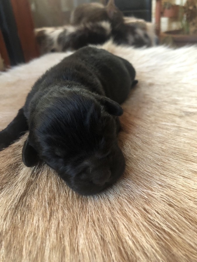 Szilveszterben született fekete újfunlandi kis kutyák foglalhatóak 