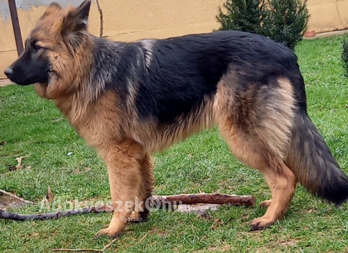 Fajtatiszta, 7 hónapos németjuhász kutyus eladó