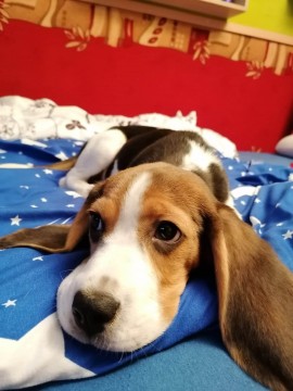 Beagle kiskutya, 1 éves