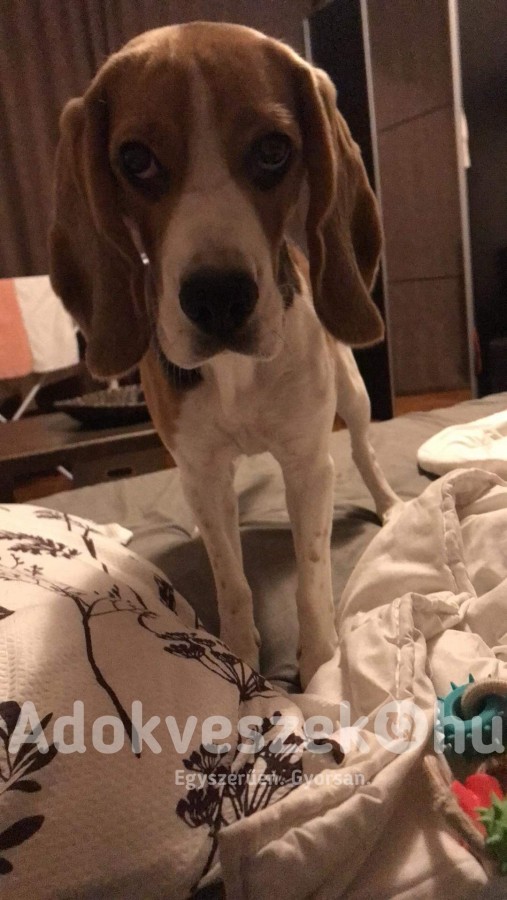 Beagle kiskutya, 1 éves