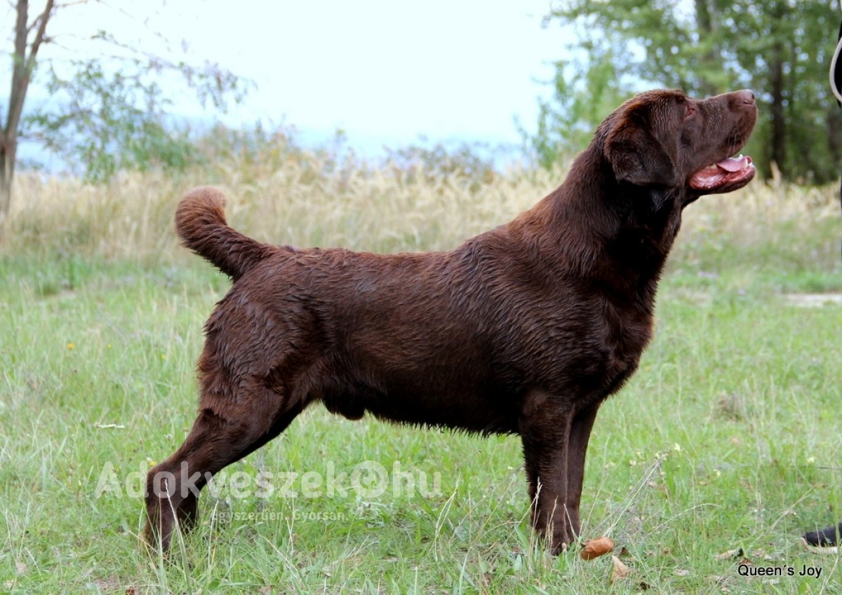 Törzslapos barna labrador kiskutyák 