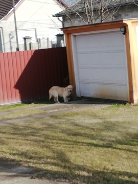 Labrador kutyus ingyen elvihető