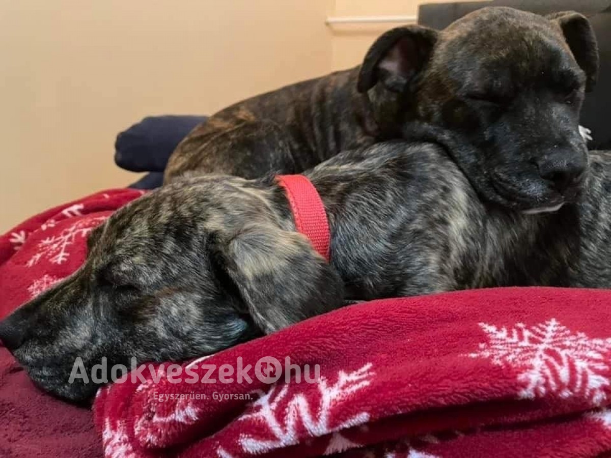 Amerikai Staffordshire Terrier testvérpár eladó Tatabányán 