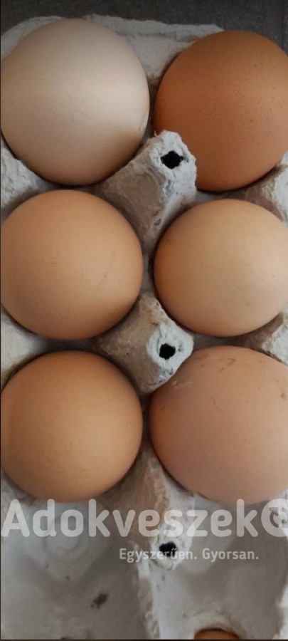 Friss házi tojás