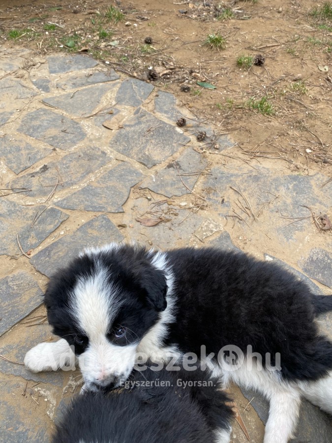 Border Collie&Kaukázusi juhász keverék kiskutyák