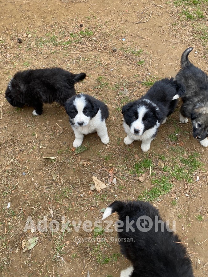 Border Collie&Kaukázusi juhász keverék kiskutyák