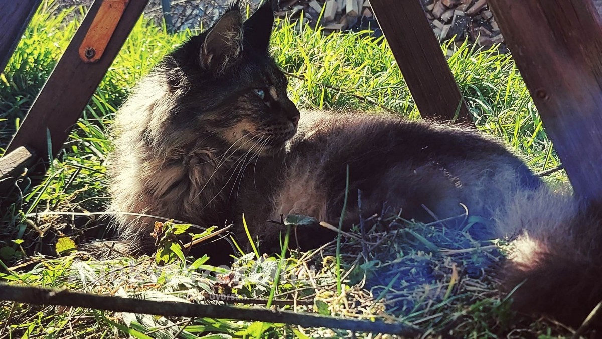 Maine Coon macska,cica