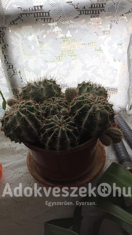 Eladó gömb kaktuszok 