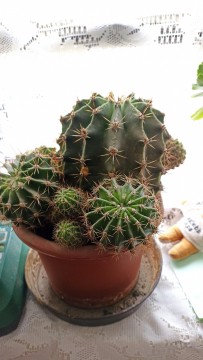 Eladó gömb kaktuszok 