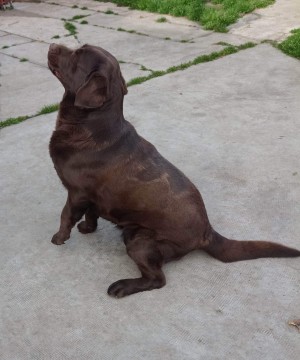 1,5 éves csoki színű Labrador 
