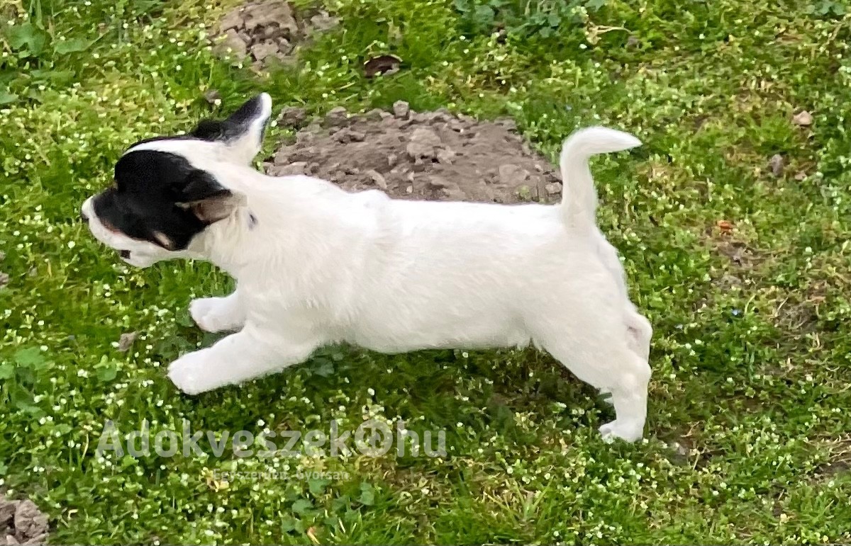 Jack Russell terrier 