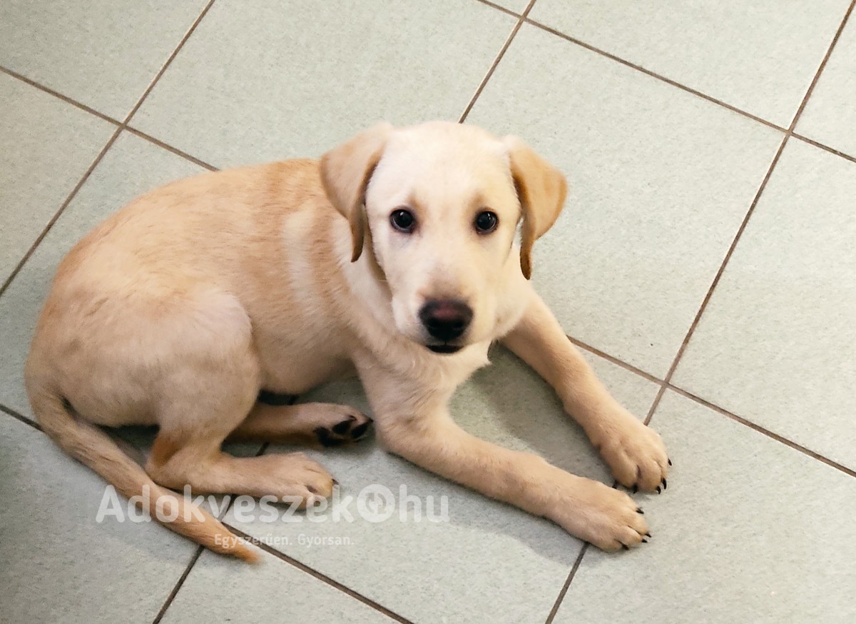Labrador 16 hetes kölyök kutya eladó 