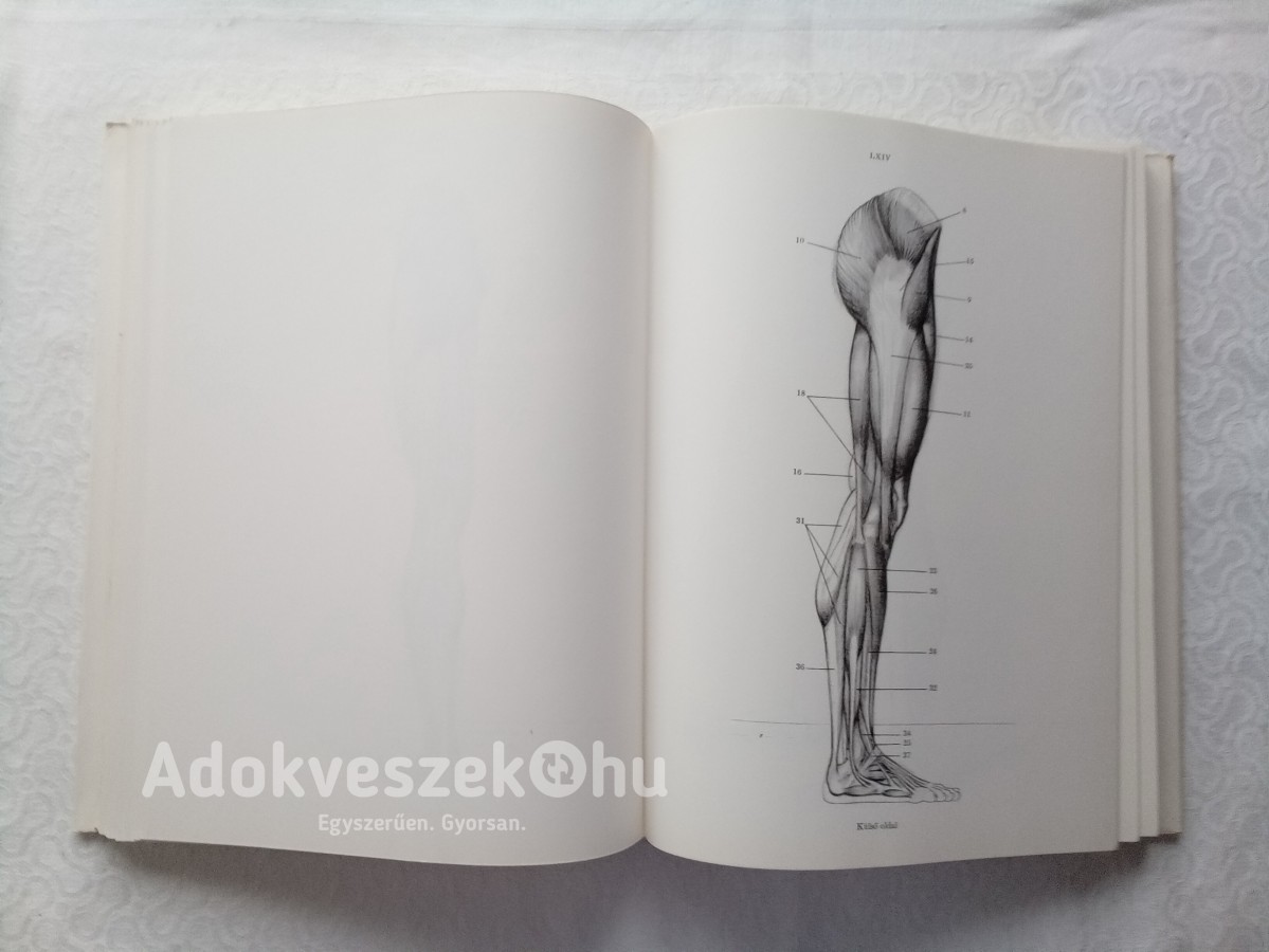 Barcsay Jenő: Művészeti anatómia 