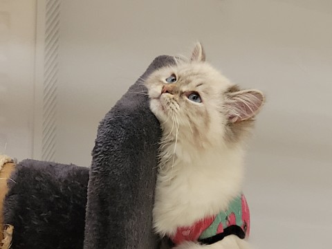 Törzskönyvezett Szibériai Neva Masquerade kislány cica