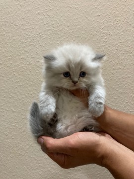 Perzsa kislány cica 