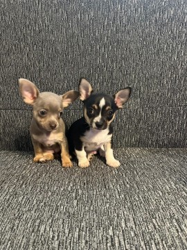 Chihuahua kis kutyak blue tan, fekete fehér