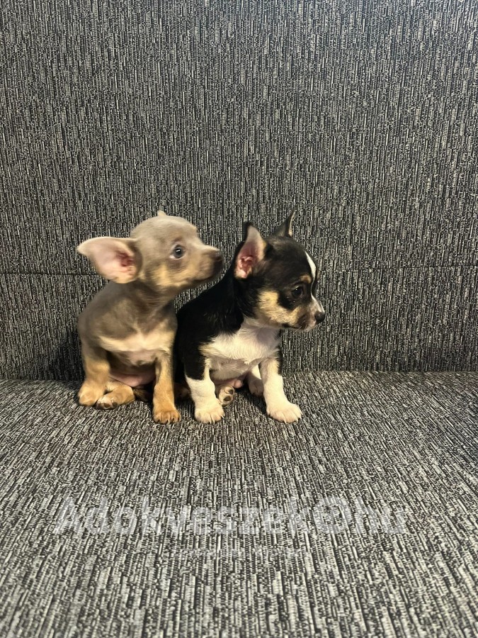 Chihuahua kis kutyak blue tan, fekete fehér