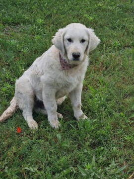 Golden retriever 5 hónapos kutya!