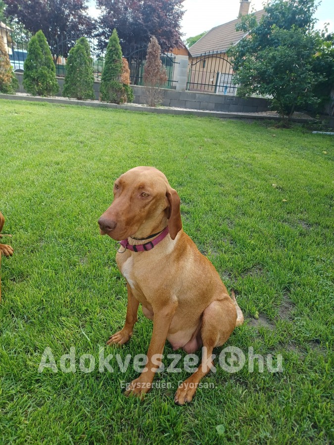 Költöznének magyar vizsla kölyök kutyák