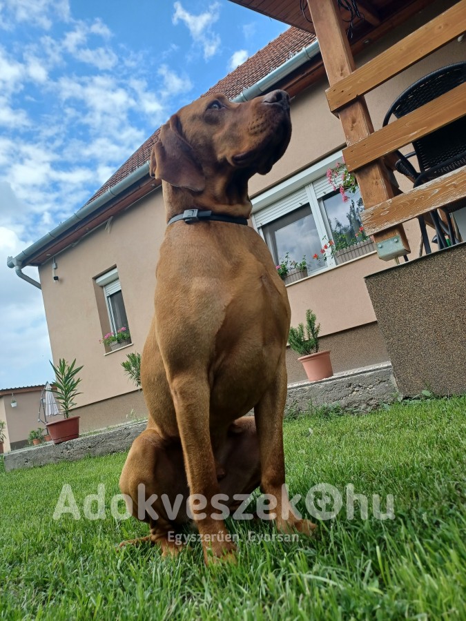 Költöznének magyar vizsla kölyök kutyák