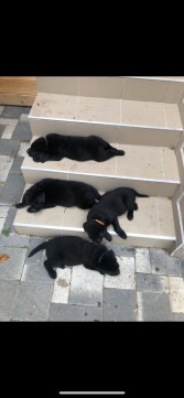 Fekete labrador kiskutyák eladók.
